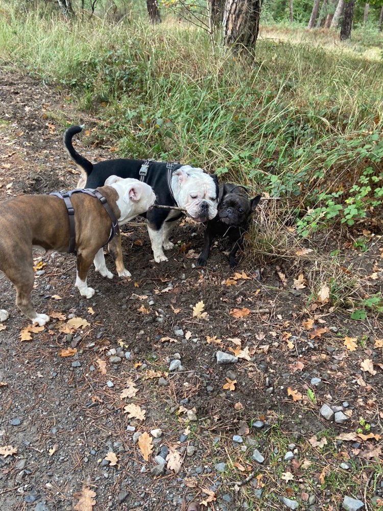 Hundetreffen-Bulldoggen Treffen-Profilbild