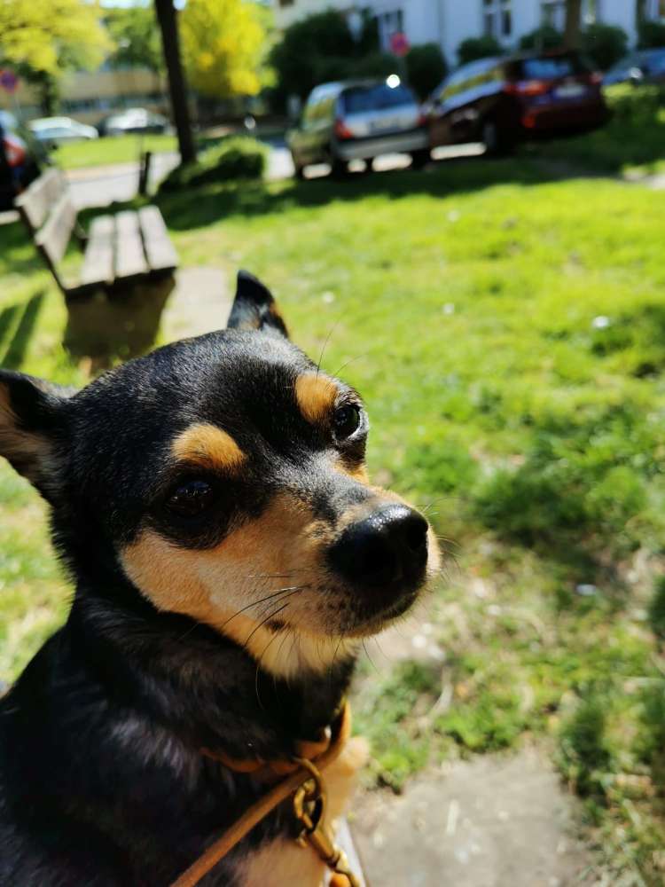 Hundetreffen-Social Walk und Trainingsrunden-Profilbild