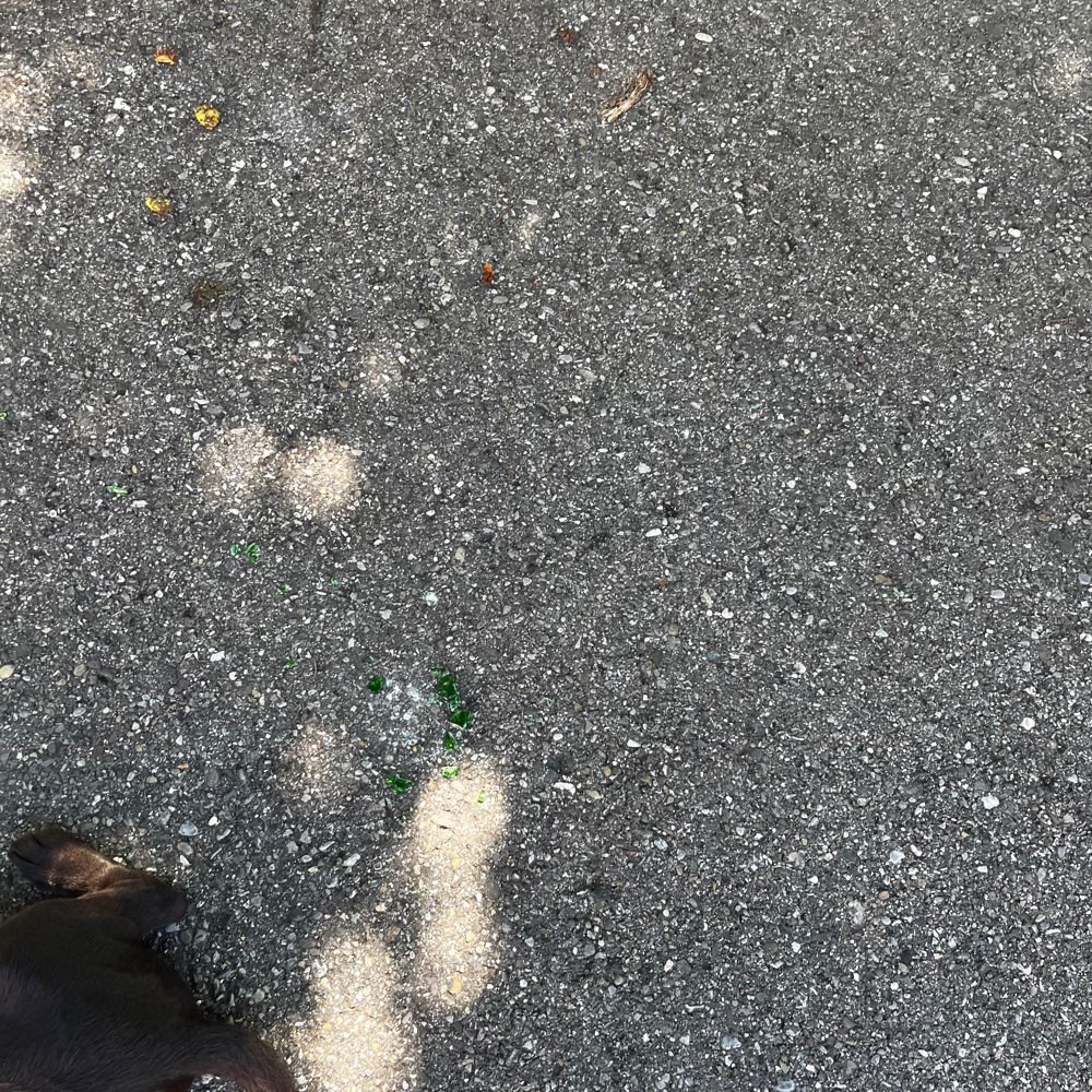 Giftköder-Glasscherben grün-Profilbild