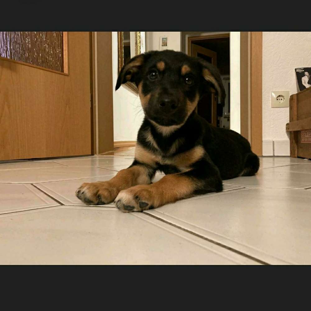 Hundetreffen-Welpentreffen Niddapark-Profilbild