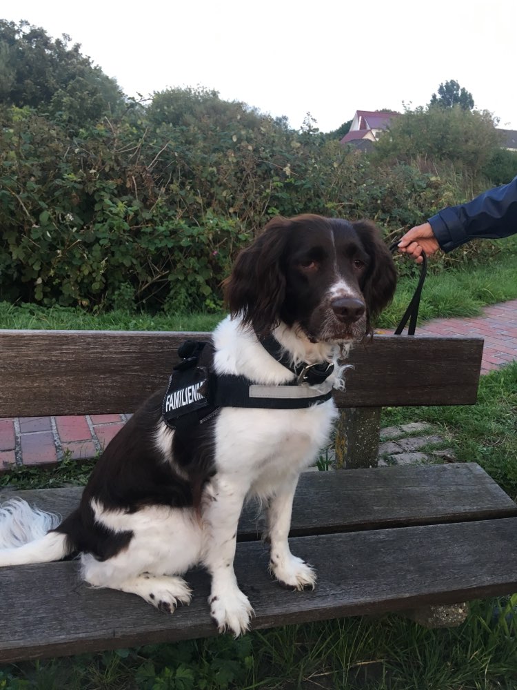 Hundetreffen-Spaziergänge-Profilbild