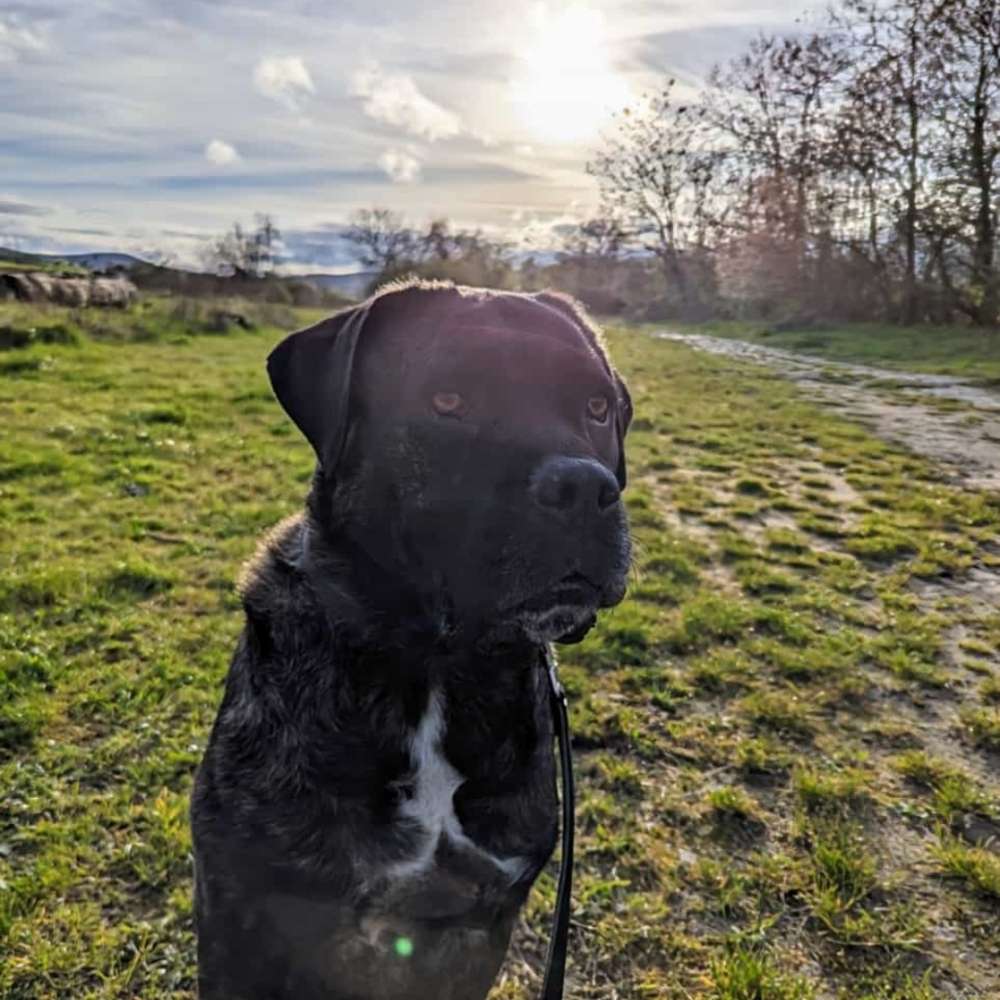 Hundetreffen-Hundebegegnungen/Gassigehen-Profilbild