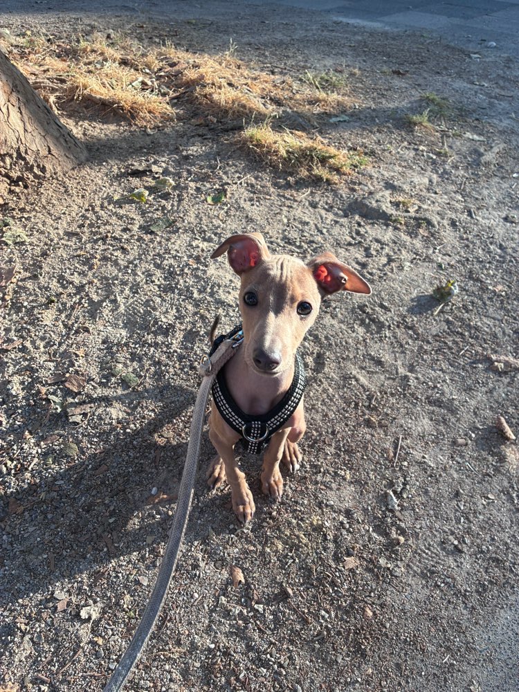 Hundetreffen-Welpentreffen Köln innenstadtbereich-Profilbild