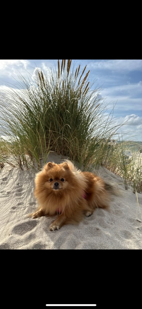 Hundetreffen-Zwergspitz / Kleinhunde Gassirunde-Profilbild