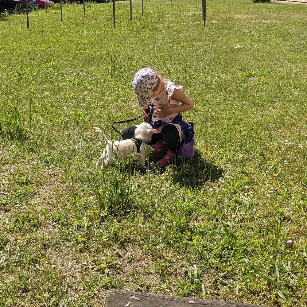 Hundetreffen-Welpentreffen in Lütten Klein 💜-Profilbild