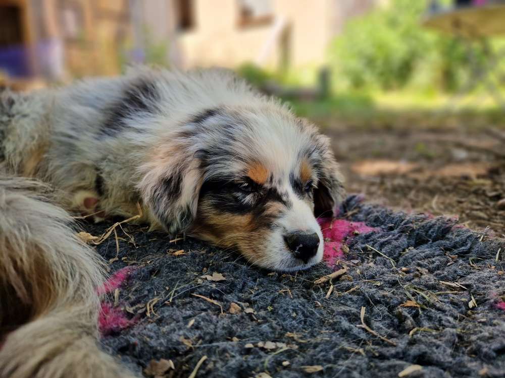 Hundetreffen-Welpentreffen im Garather Wald-Profilbild