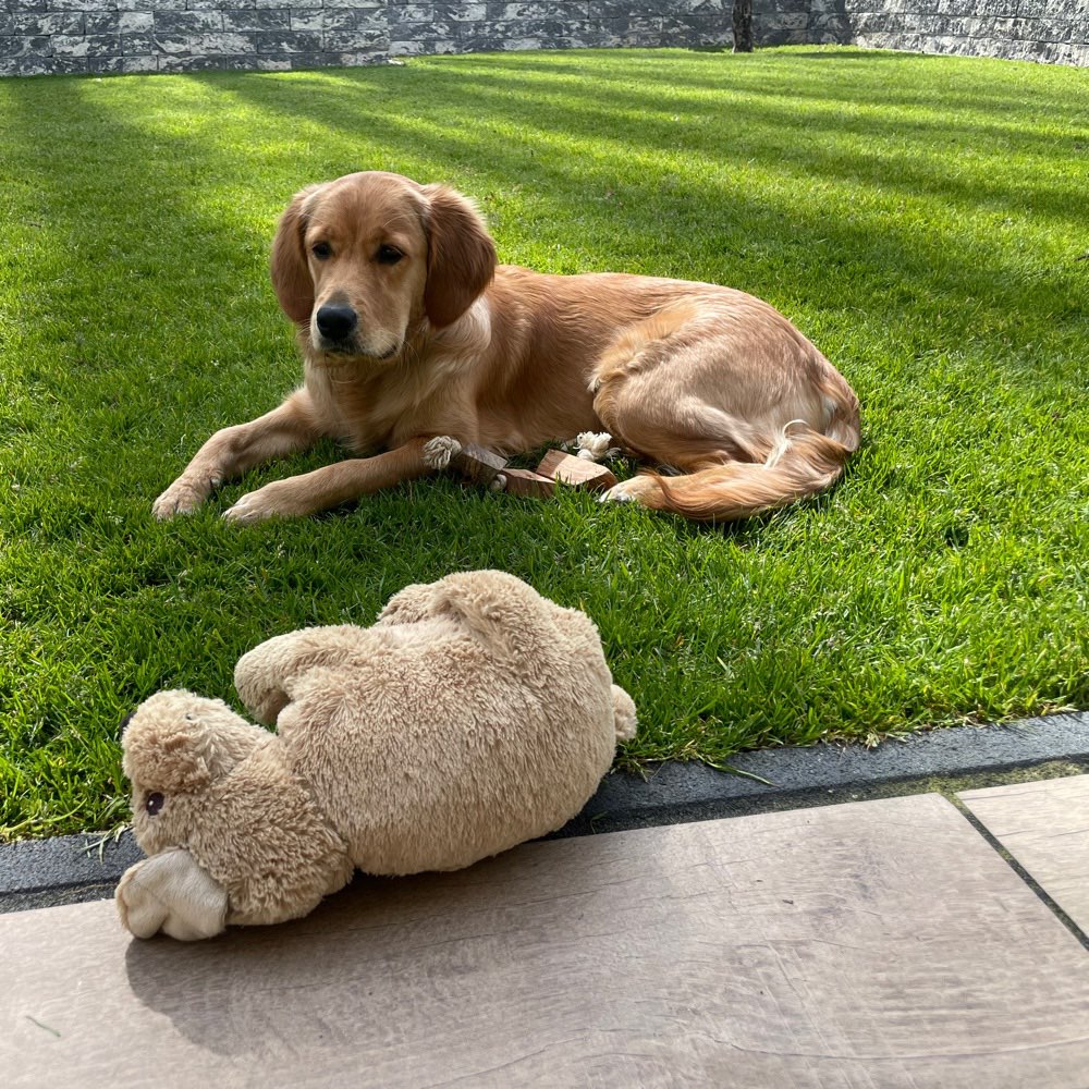 Hundetreffen-Spiel- und Gassirunde-Profilbild