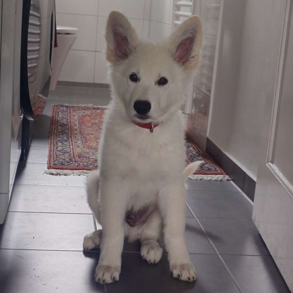 Hundetreffen-Entspannte Hundetreffen mit Welpen-Profilbild