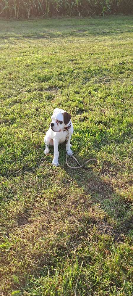 Hundetreffen-Spielen und Training-Profilbild