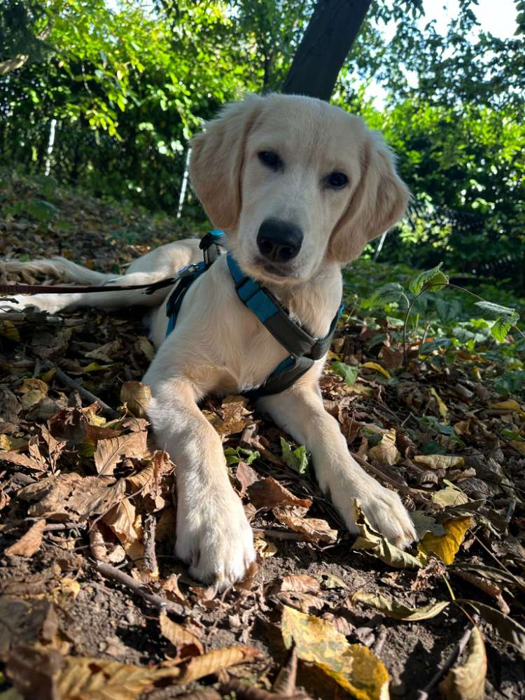 Hundetreffen-Toben in den Wiesen Rosbachs-Profilbild