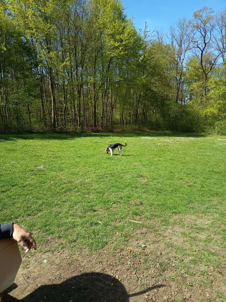 Hundetreffen-Spielen in Einbeck-Profilbild