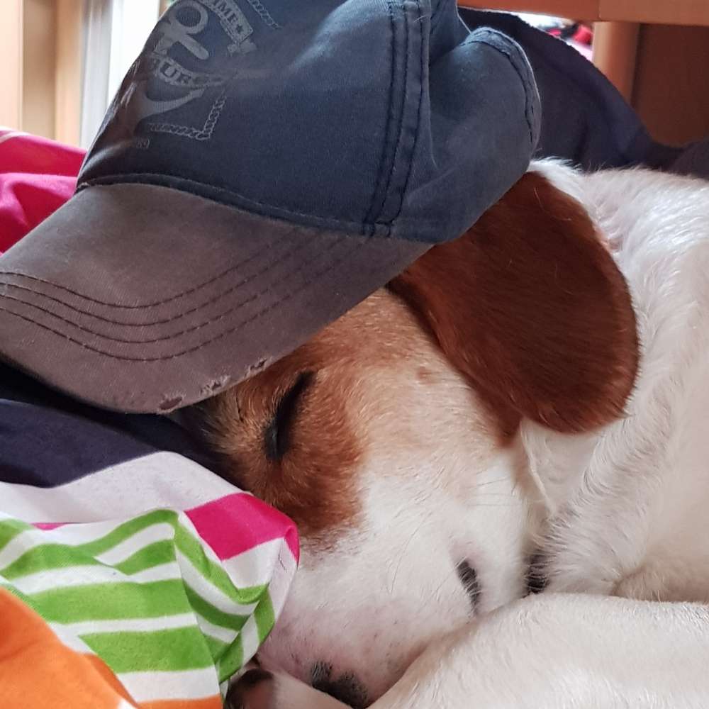 Hundetreffen-Spaziergang und eventuell Hundewiese-Profilbild