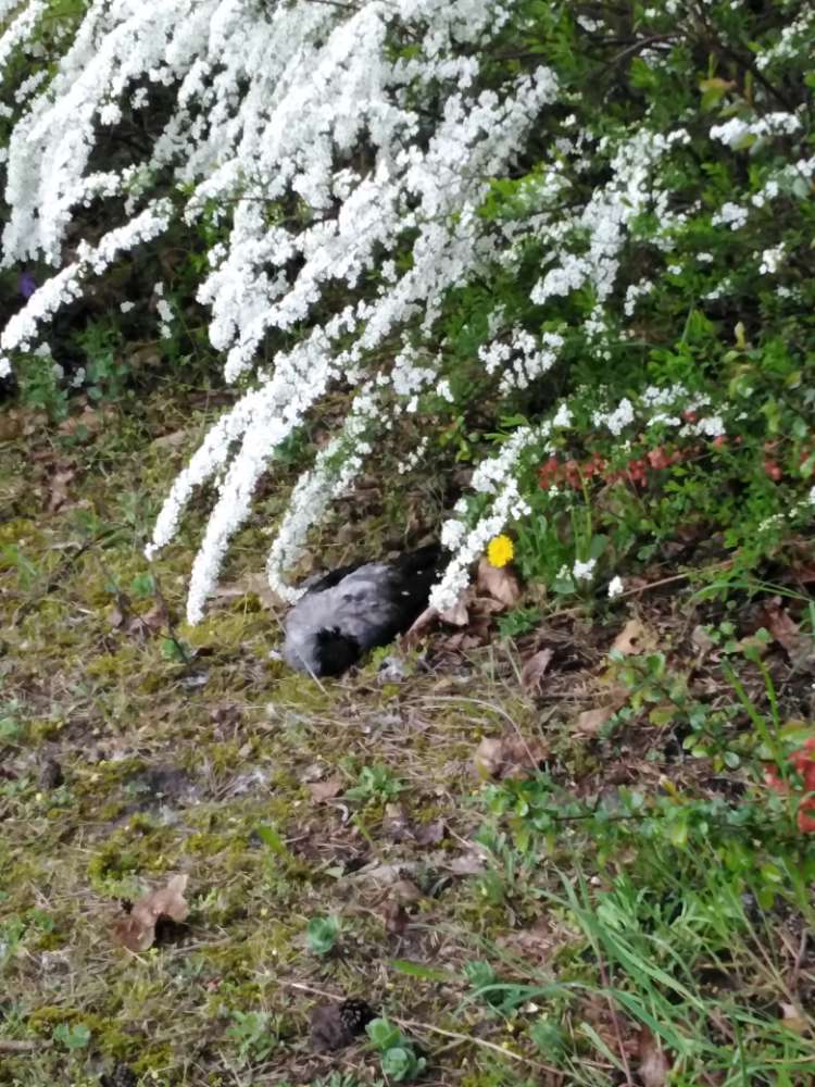 Giftköder-Vogel Kardaver-Profilbild