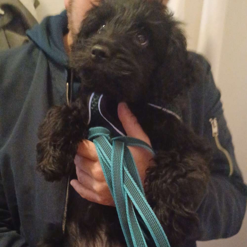 Hundetreffen-Welpentraffen in Friedenau/Steglitz/Schöneberg-Profilbild