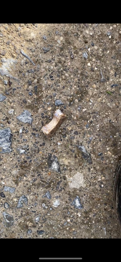 Giftköder-Knochenstücke-Profilbild