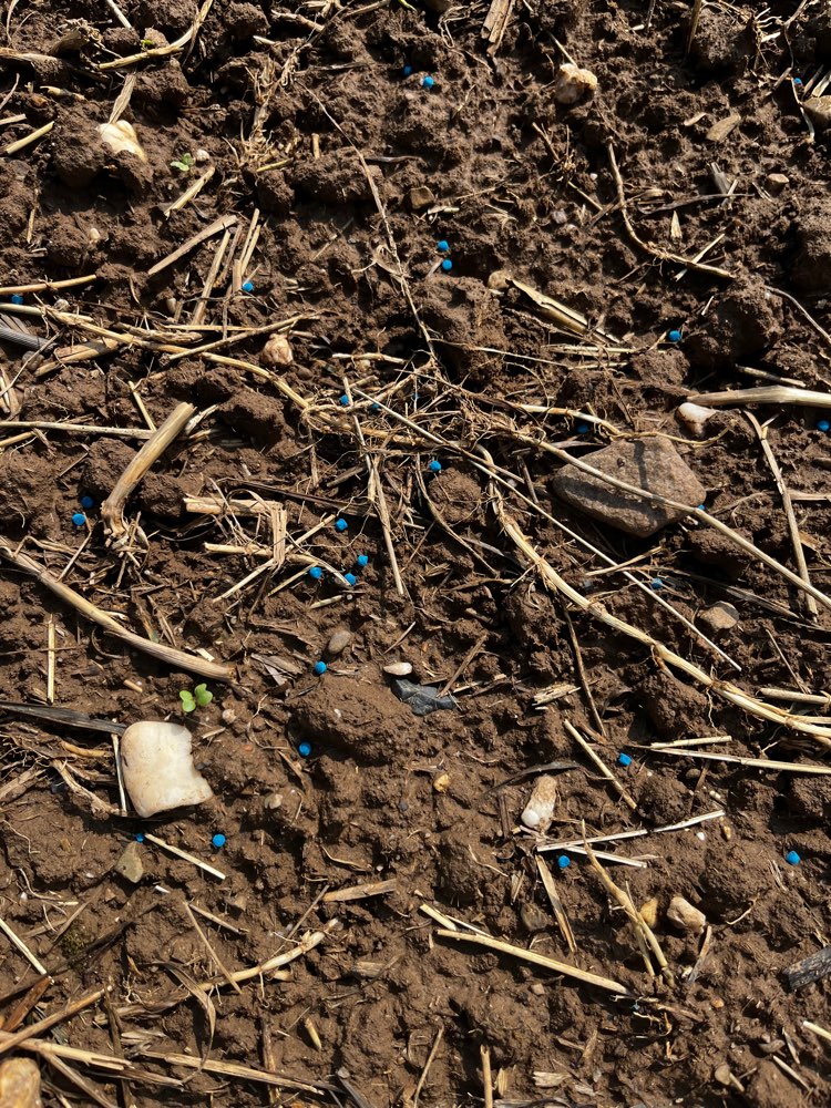 Giftköder-Blaukorn-Profilbild