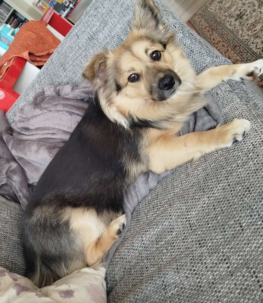 Hundetreffen-🐾 Unsere Bella sucht Spielkameraden!-Profilbild