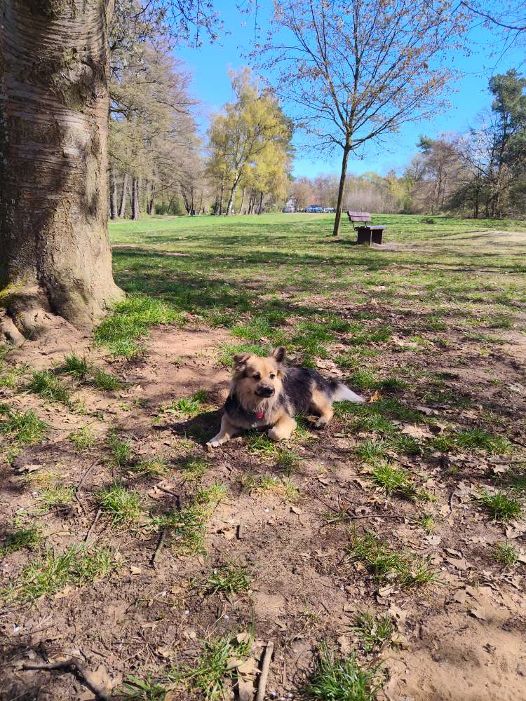 Hundetreffen-Unsere Bella sucht Spielkameraden!-Profilbild