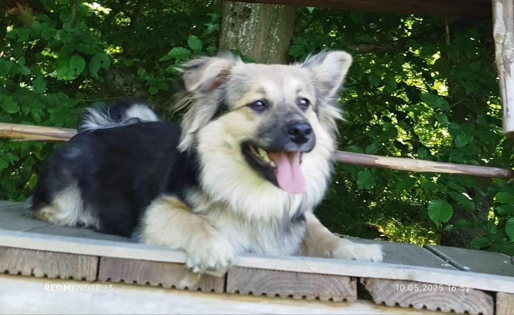 Hundetreffen-Spaziergänge/Spieldate gesucht-Profilbild