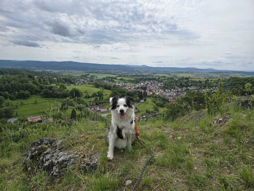 Hundetreffen-Spiel- Gassifreunde gesucht-Profilbild