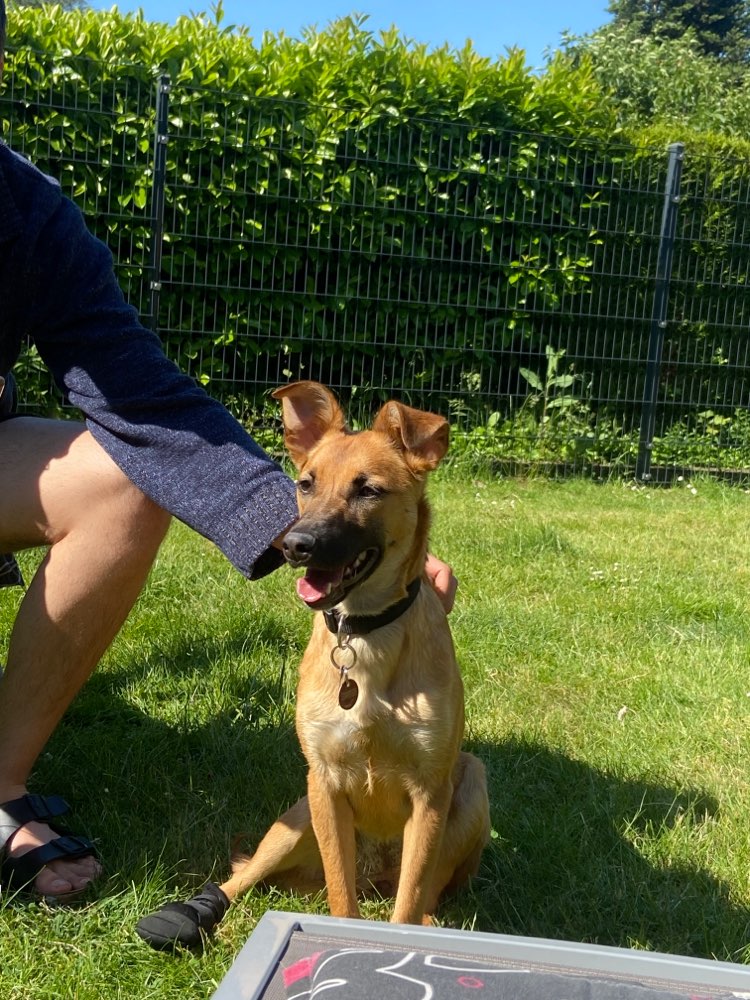 Hundetreffen-Spielpartner/ Trainingspartner gesucht-Profilbild