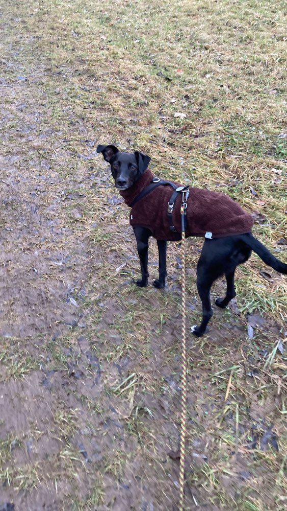 Hundetreffen-Suchen Windhund-Kumpel zum Rennen-Profilbild