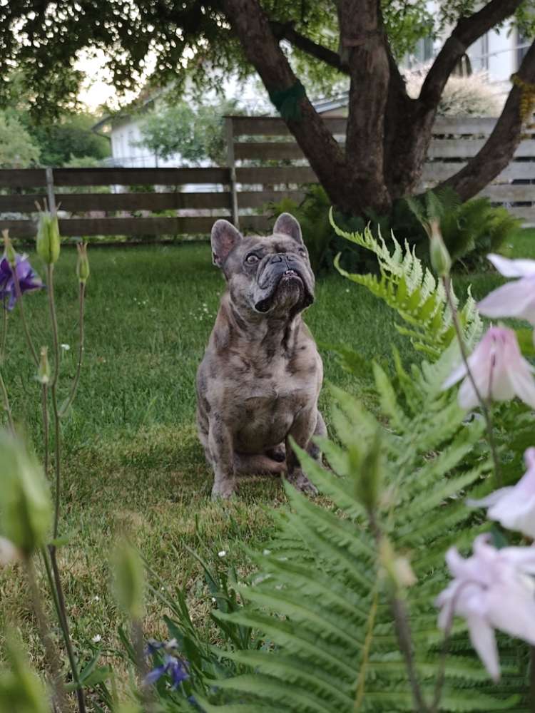 Hundetreffen-Frenchie runde-Profilbild
