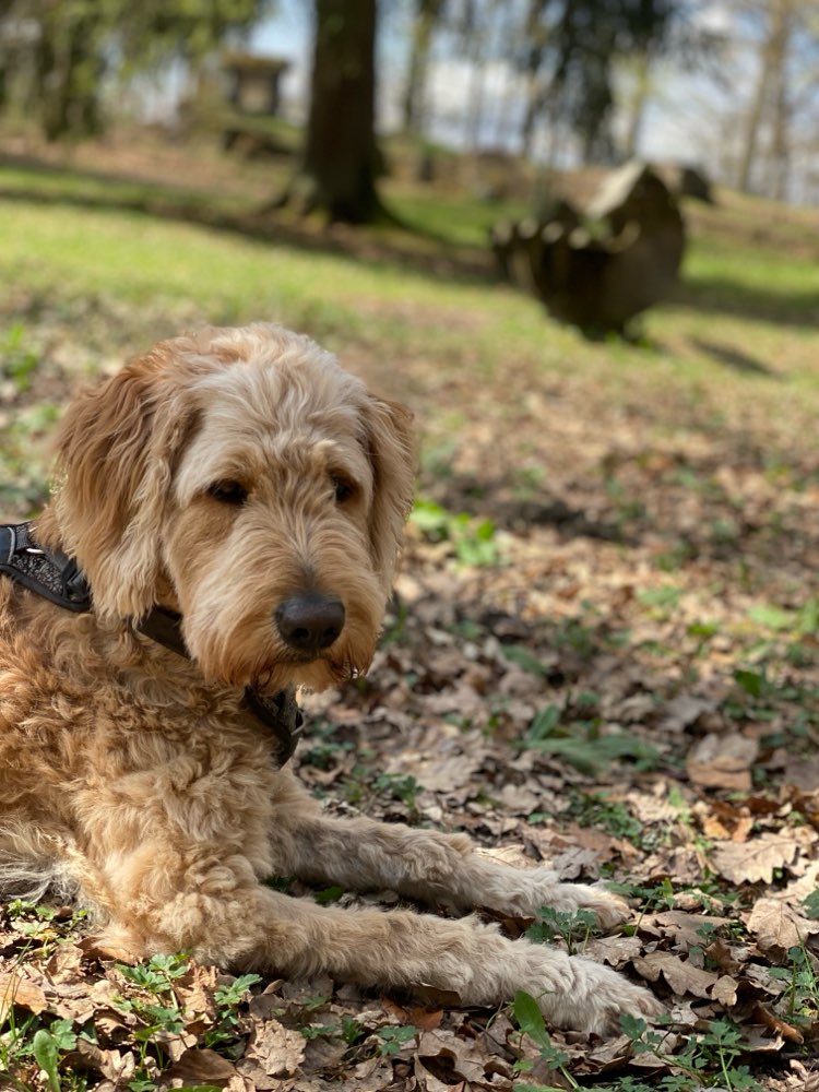Hundetreffen-Spielgefährte gesucht-Profilbild