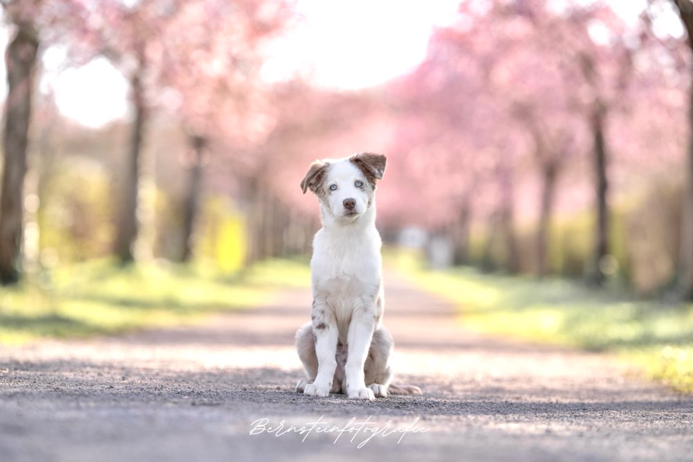 Hundetreffen-Welpentreffen gesucht – für positive Erfahrungen 🐾-Profilbild