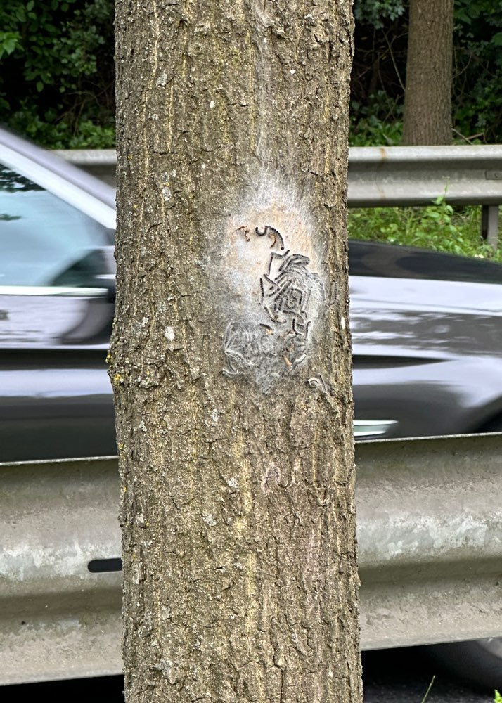 Giftköder-Nest Eichenprozessionsspinner-Profilbild