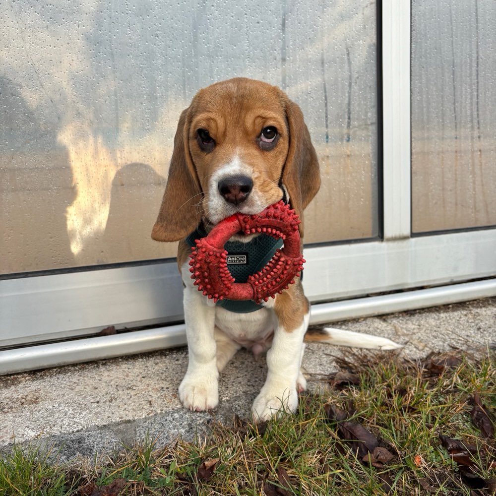 Hundetreffen-Spielen-Profilbild
