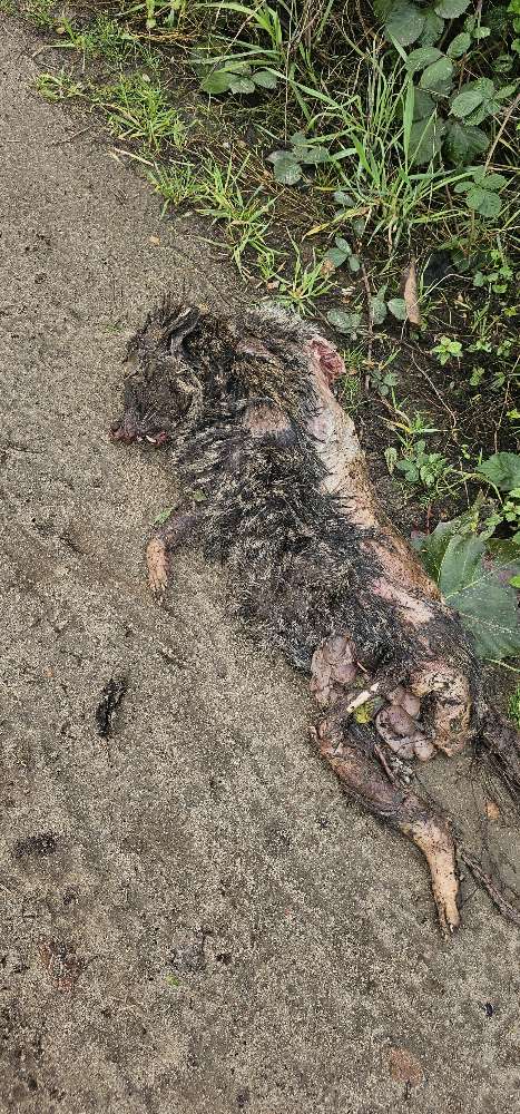 Giftköder-Kadaver-Profilbild