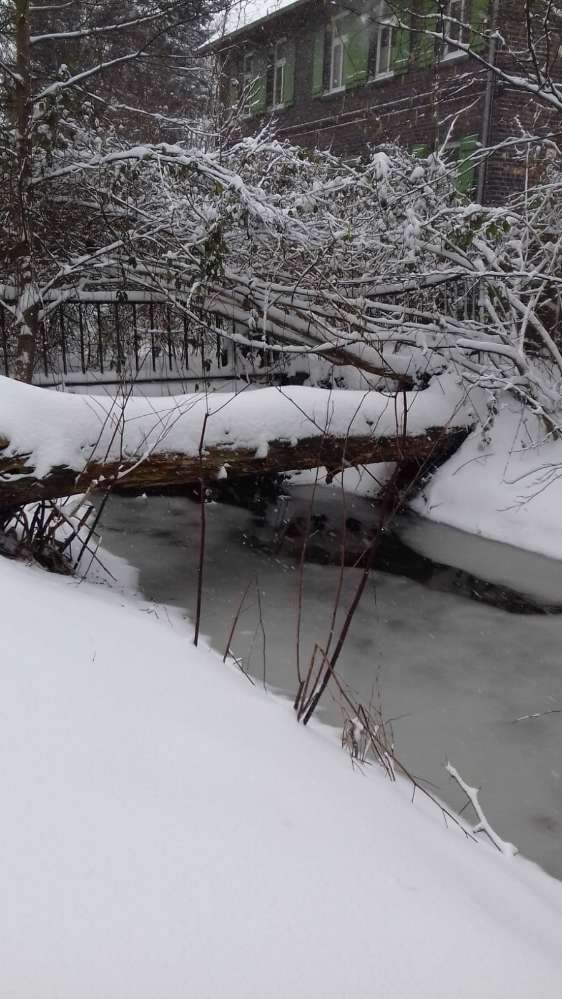 Hundetreffen-Gassi gehen/spielen nach Absprache-Profilbild
