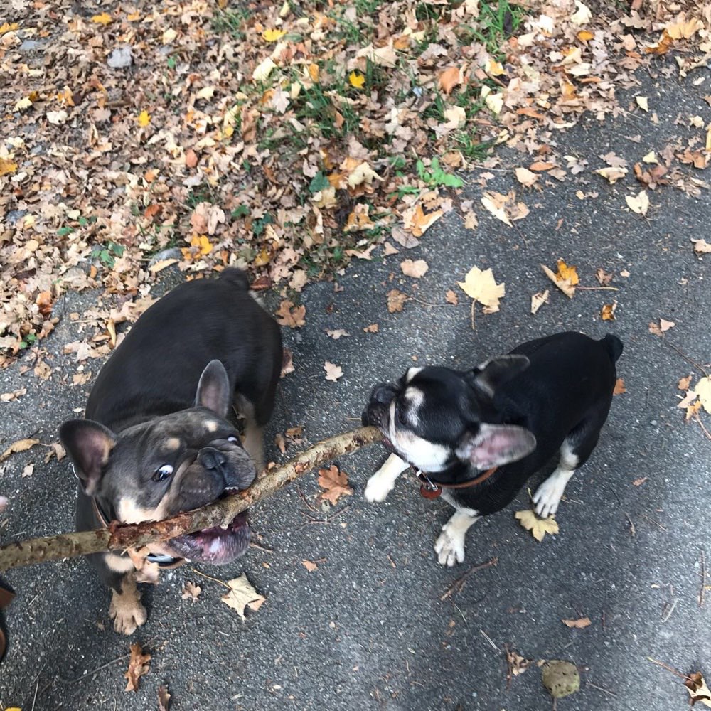 Hundetreffen-Spieltreff-Profilbild