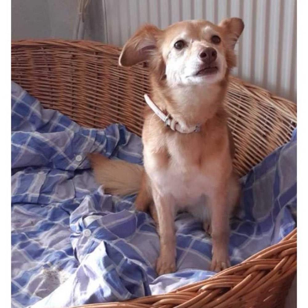 Suchmeldung-Runa-Profilbild