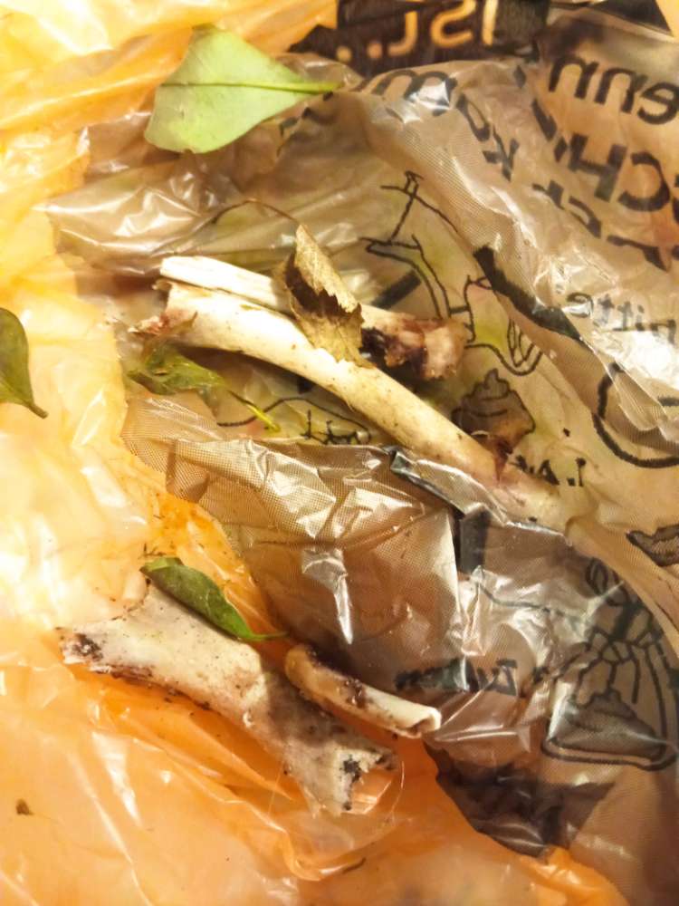 Giftköder-Hähnchenknochen-Profilbild