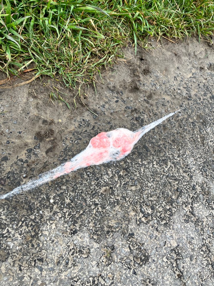 Giftköder-Hühnchen auf Feldweg Merklinde/Obercastr-Profilbild