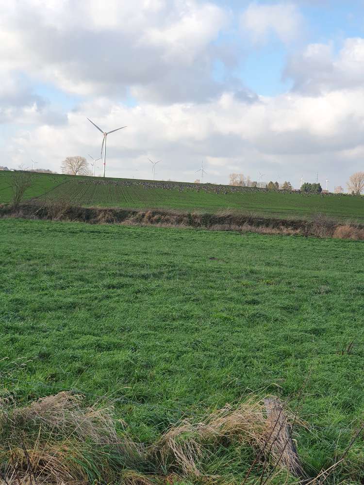 Giftköder-Giftköder-Profilbild