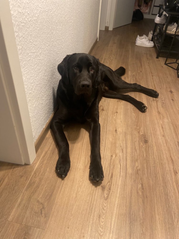 Hundetreffen-Begegnungstraining-Profilbild