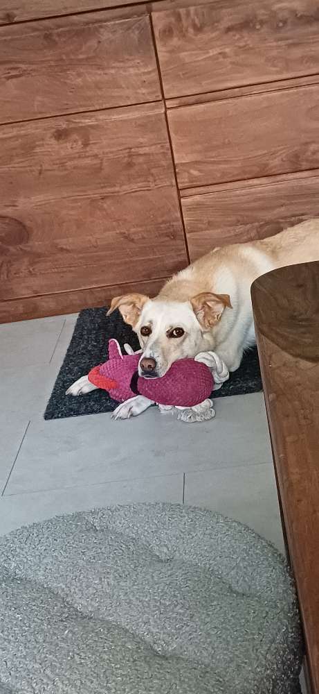 Hundetreffen-Gassirunde-Profilbild