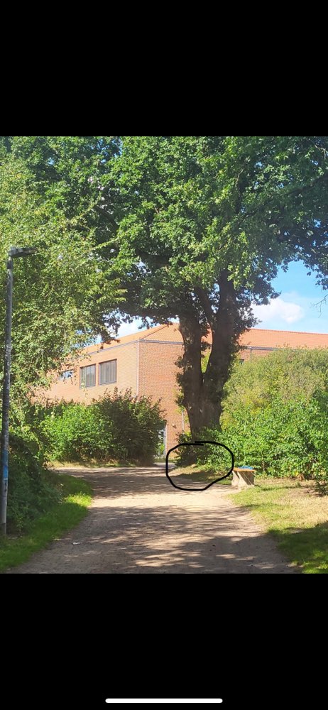 Giftköder-Erdwespennest-Profilbild