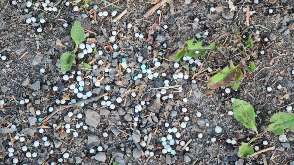 Giftköder-Verdächtige Kügelchen-Profilbild