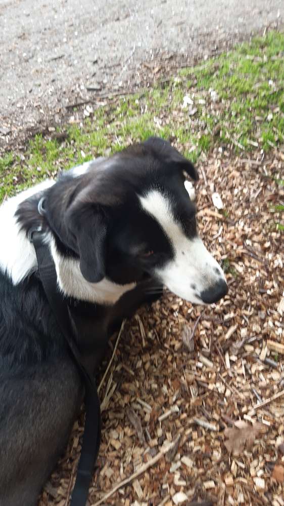 Hundetreffen-Treffen in bordesholm und Umgebung-Profilbild