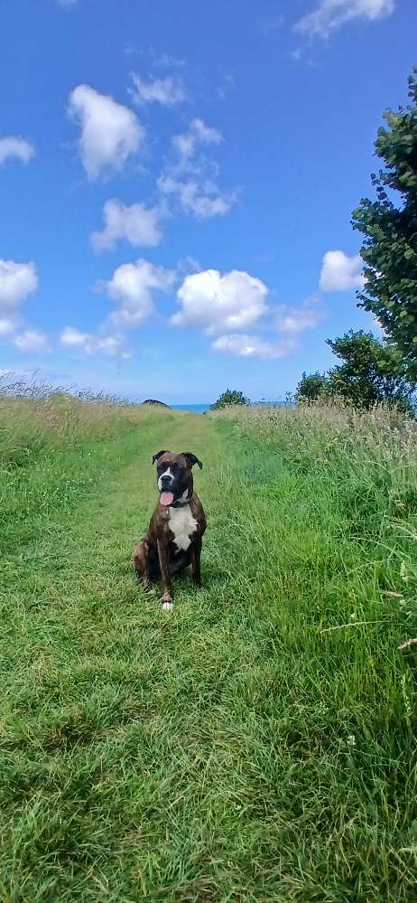 Hundetreffen-Hundefreunde gesucht. Gassi gehen oder Spielerunde-Profilbild