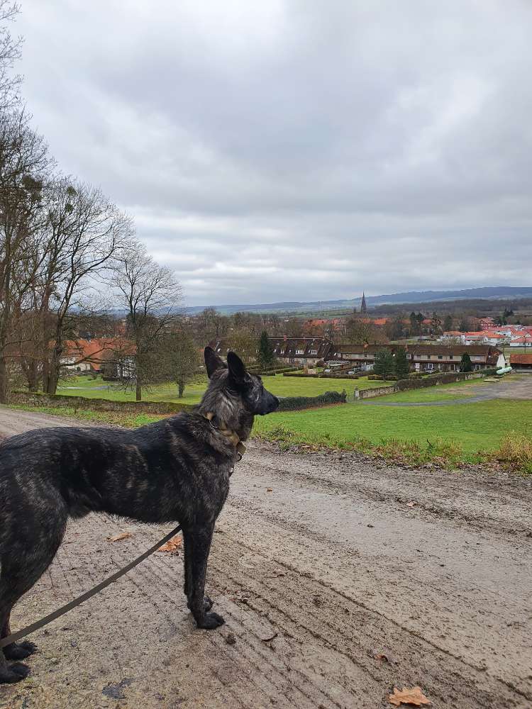 Hundetreffen-Biete Hundesitting/ Gassiservice-Profilbild