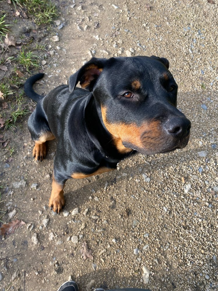 Hundetreffen-Spielkamerad gesucht 🐶-Profilbild