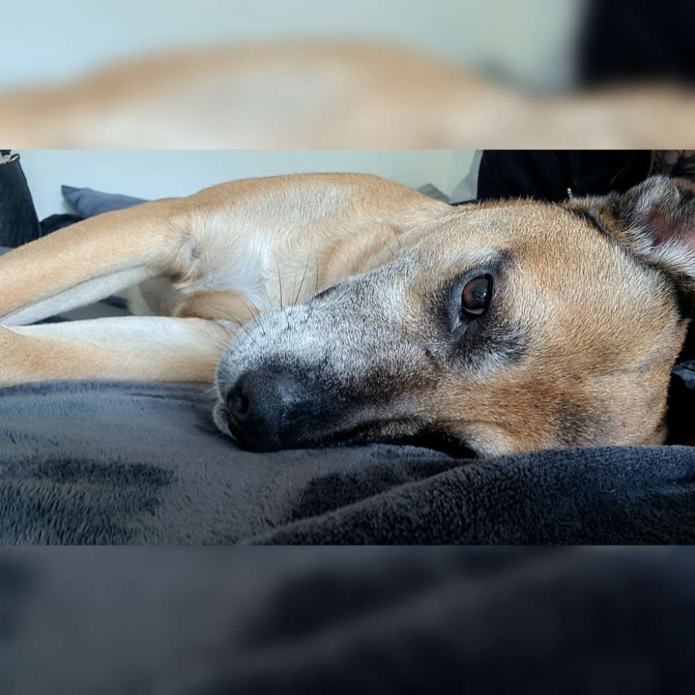 Hundetreffen-Gassirunde & Spielen-Profilbild