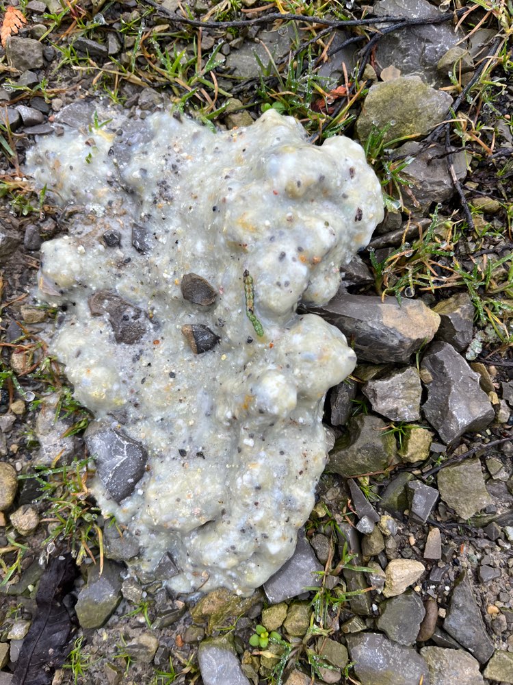 Giftköder-Undefinierbares-Profilbild