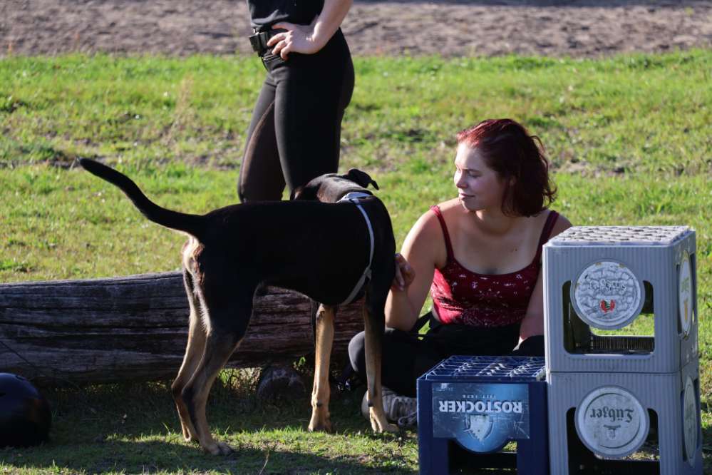 Hundetreffen-Spielen, Trainieren und/oder spazieren gehen-Profilbild