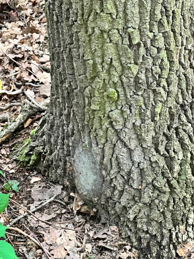 Giftköder-Eichenprozessionsspinner im Grunewald-Profilbild